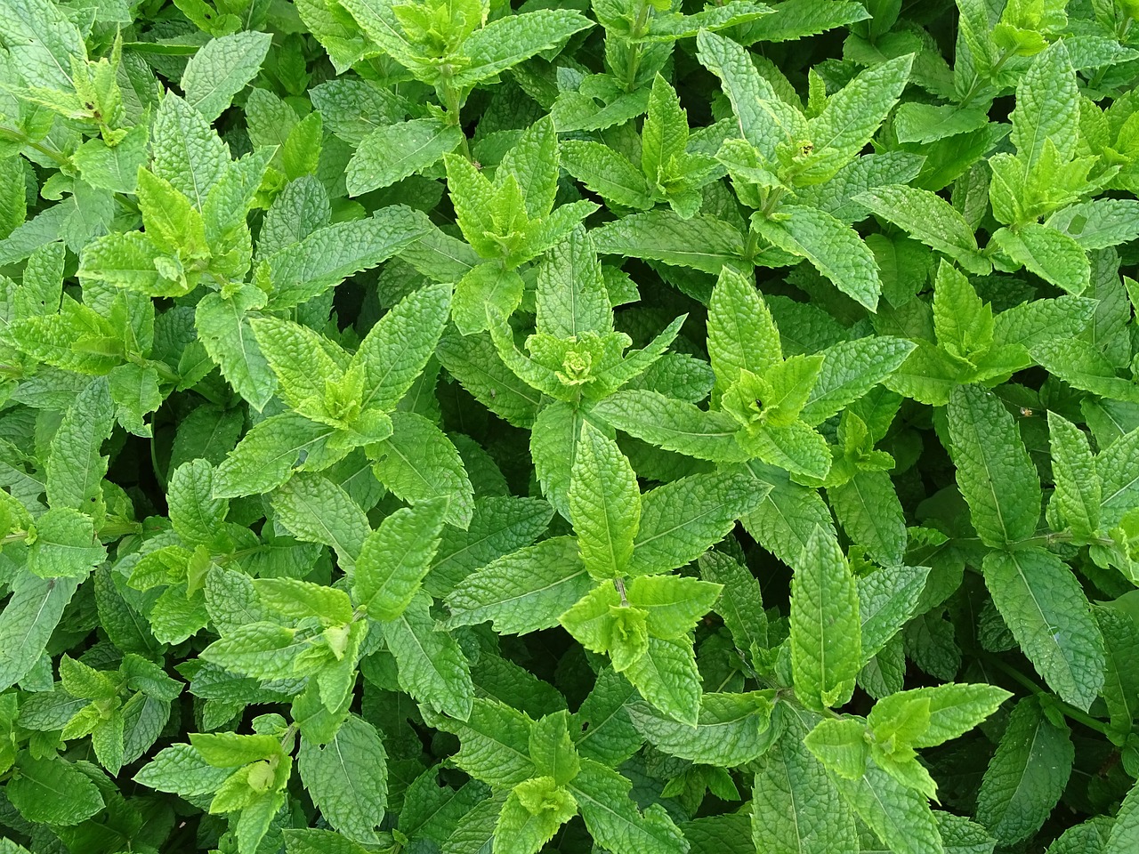 Drying Herbs from Your Garden 101